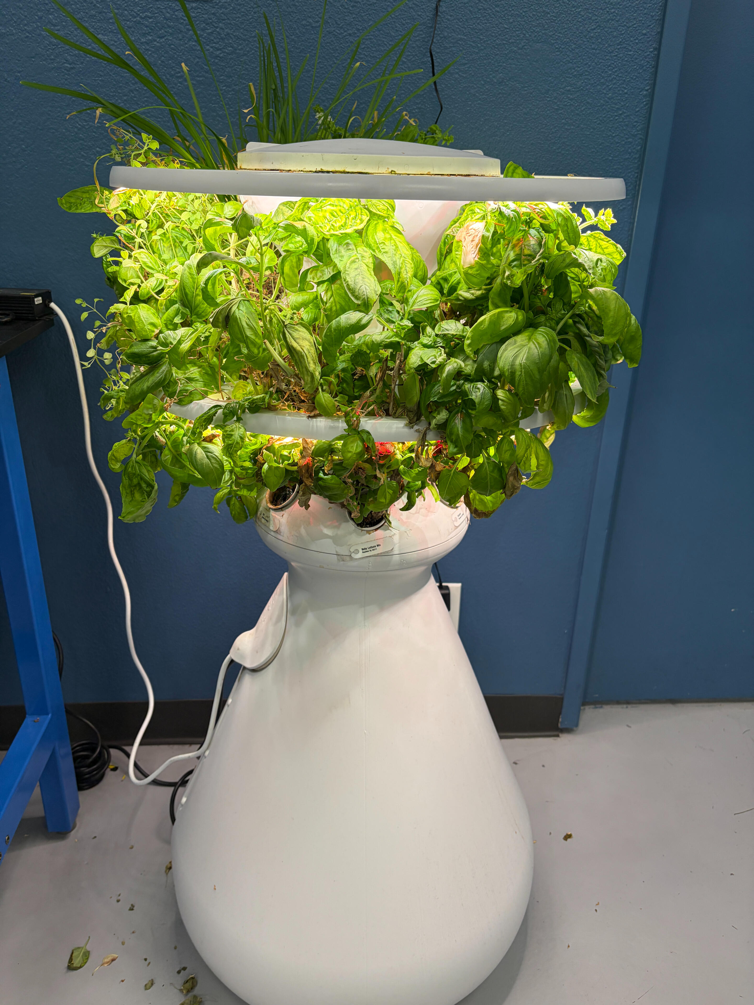 Hydroponic lettuce growing in a controlled indoor system used for water and oxygenation experiments