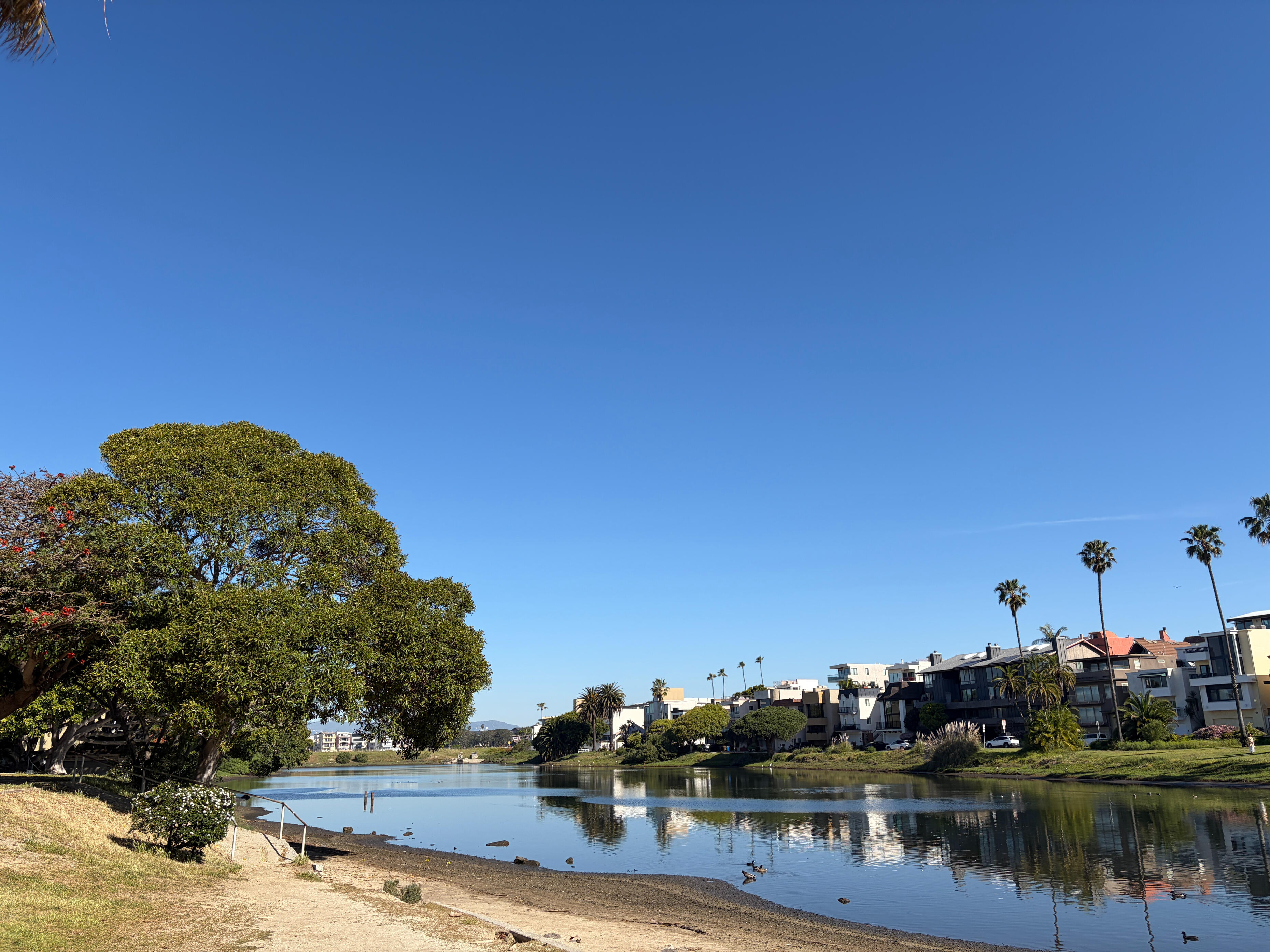 Ballona Estuary lagoon in Los Angeles with calm water, shoreline trees, palm-lined homes, and reflections under a clear blue sky