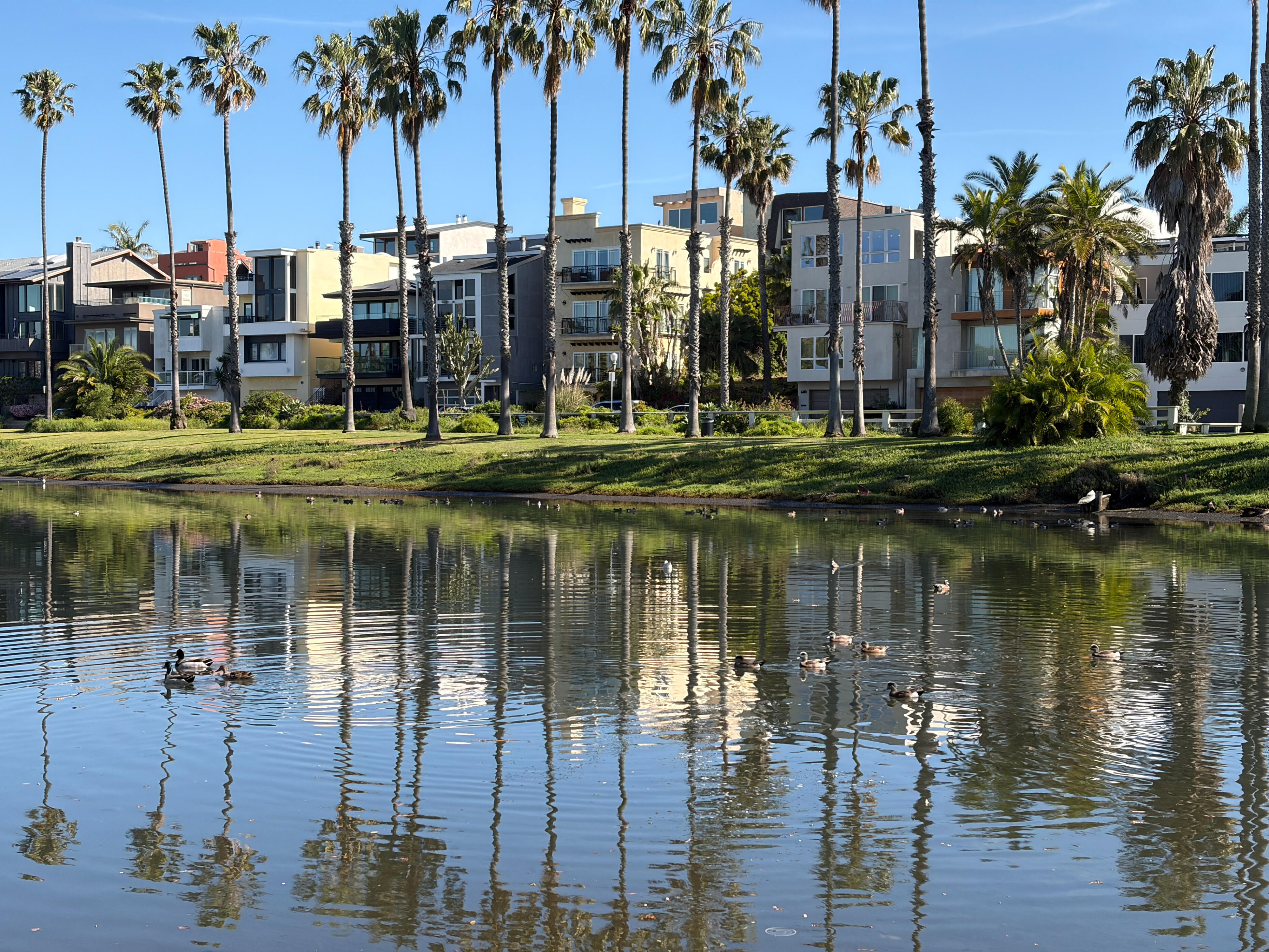 Ballona Estuary waterfront in Los Angeles with palm trees, residential buildings, and reflections on calm lagoon water